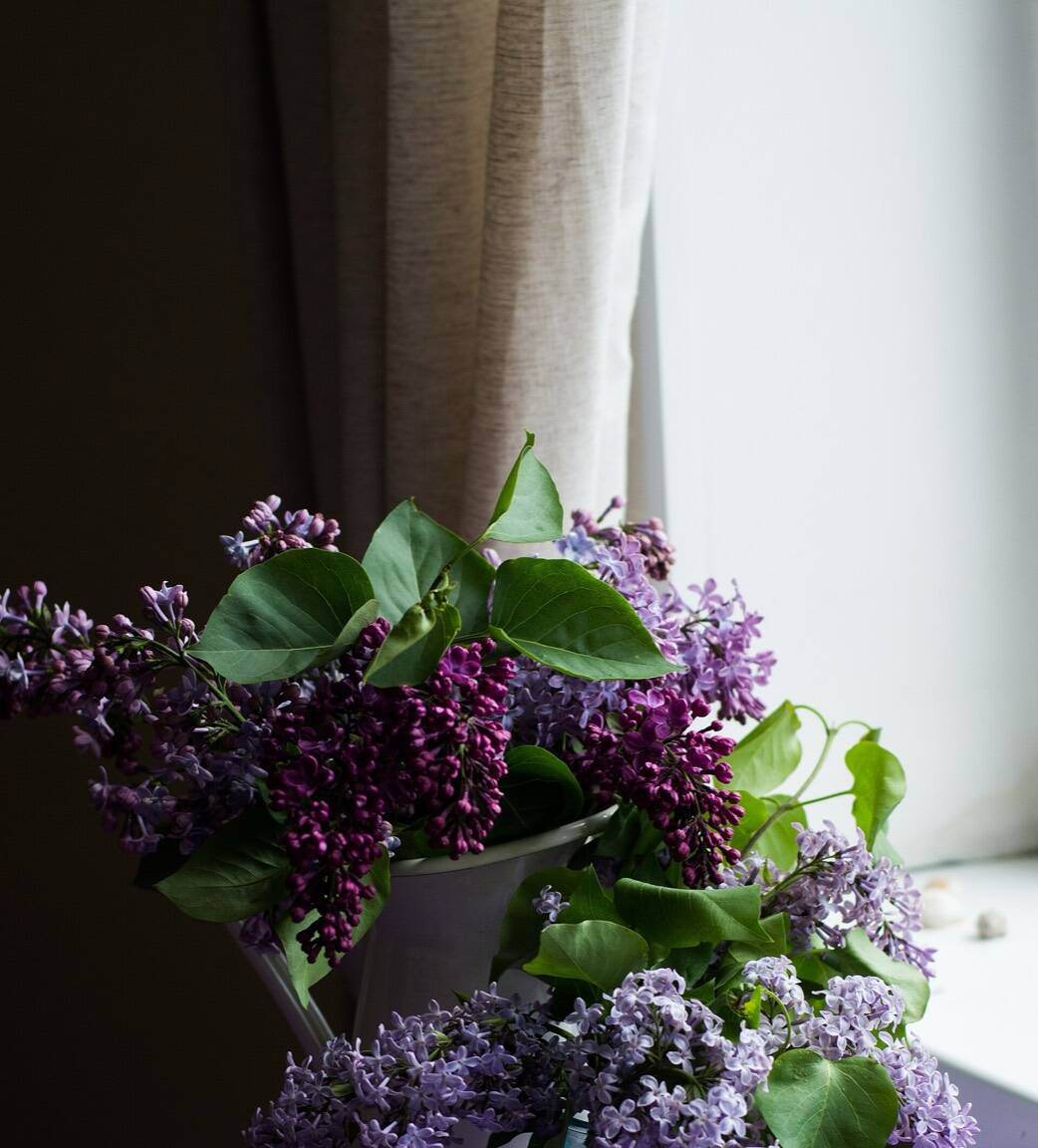 Lilacs in a white jug beside a linen curtain at a window