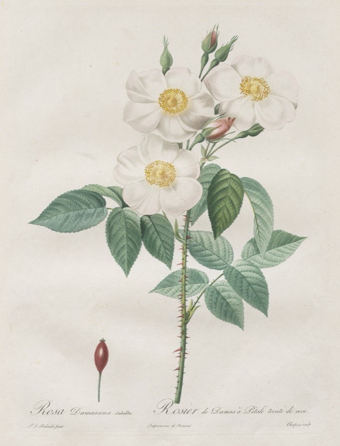 Botanical engraving of a white rose